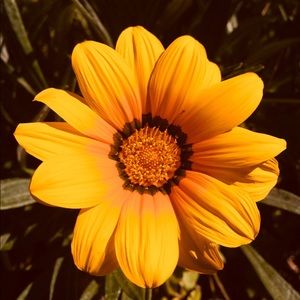 Meet your Posher, Audrey